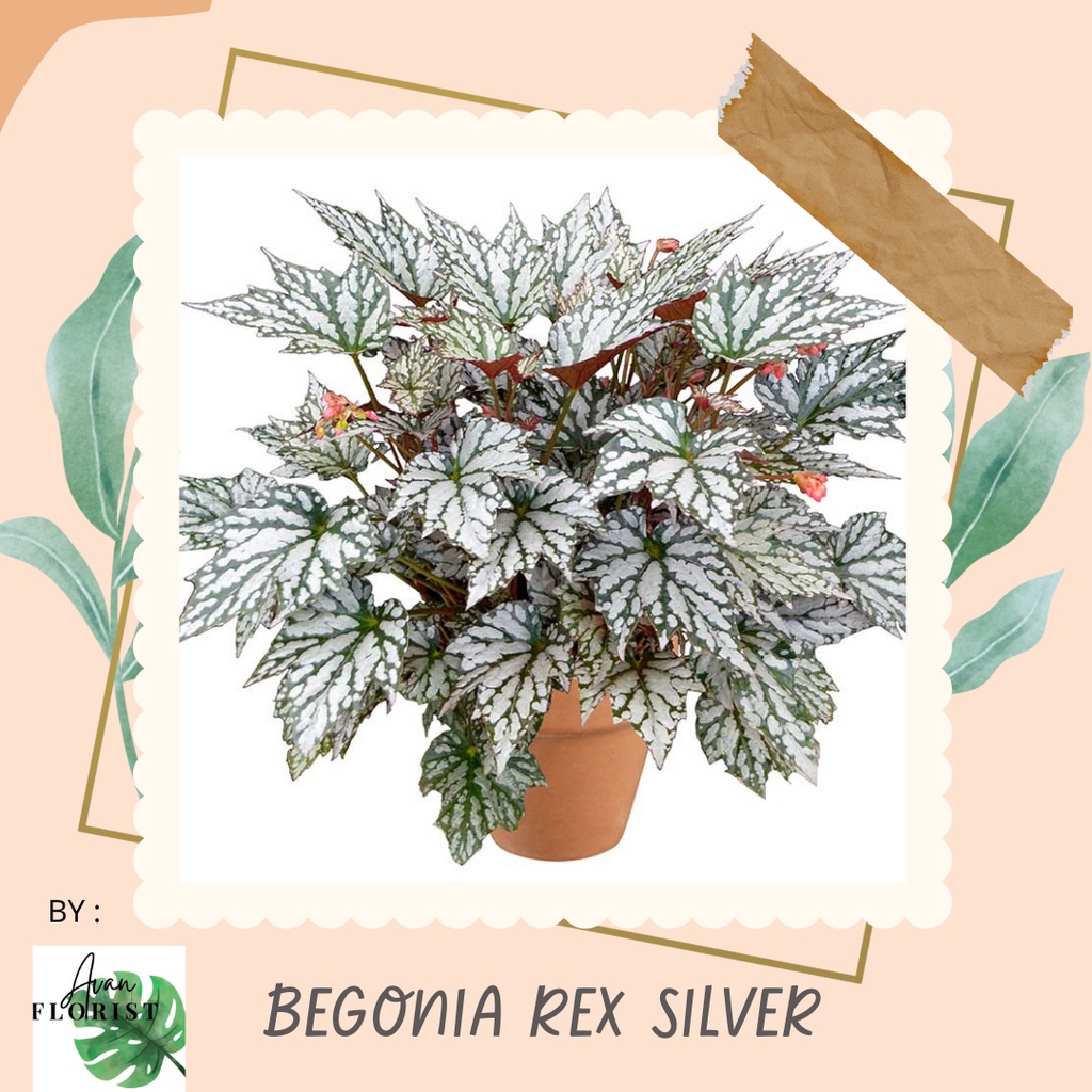 Tanaman Hias Bunga Begonia Rex Silver Tanaman Bunga Begonia Murah Tanaman Segat Terawat