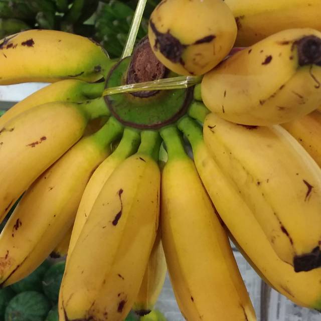 

Pisang Mas Ganda Segar dan Sehat per Sisir Rp. 25.000