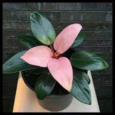 tanaman philo pink congo remaja - bunga phillodendron pink congo bergaransi