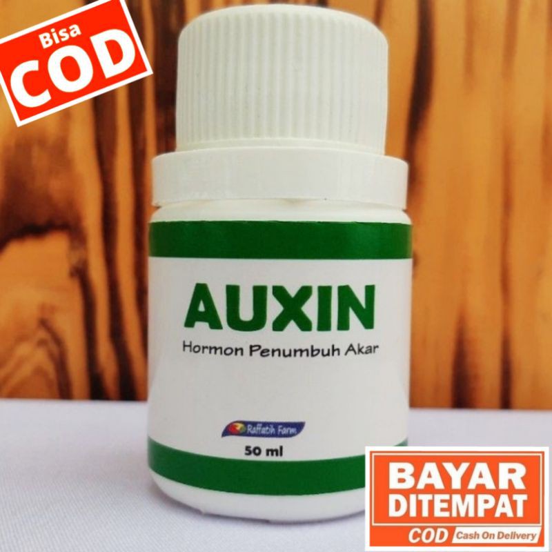 AUXIN HORMON PERTUMBUHAN AKAR, PERANGSANG AKAR