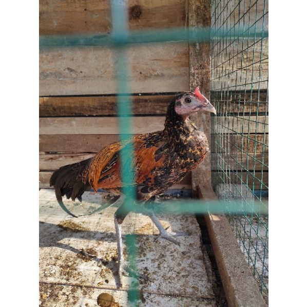 

ayam bekisar