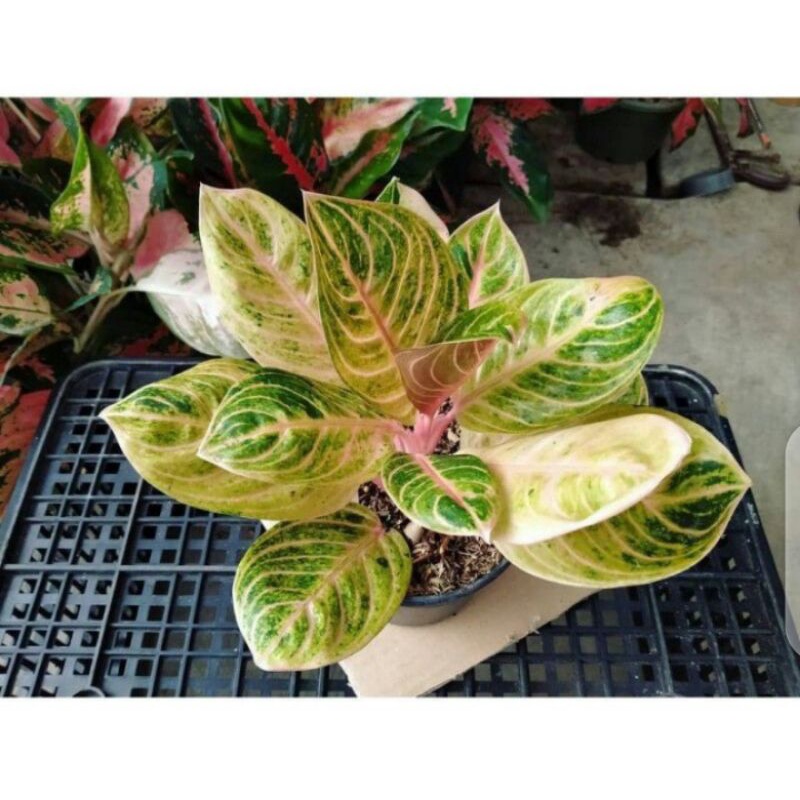 aglonema rinjani bibitan - aglonema Beby rinjani