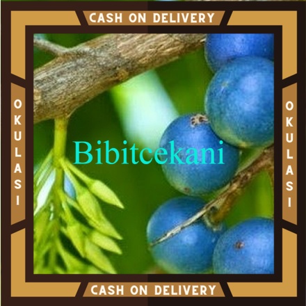 Bibit Buah jenitri Okulasi Cepat Berbuah