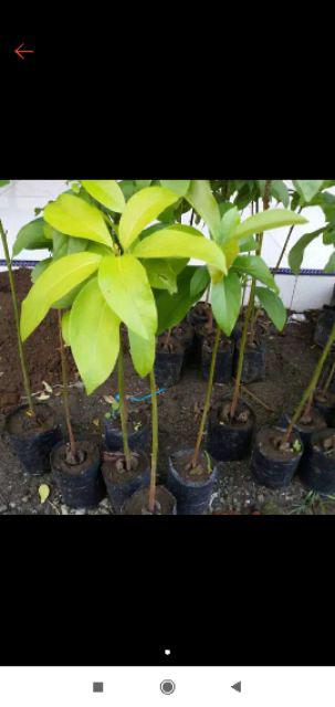 Jual Bibit Alpukat Wina