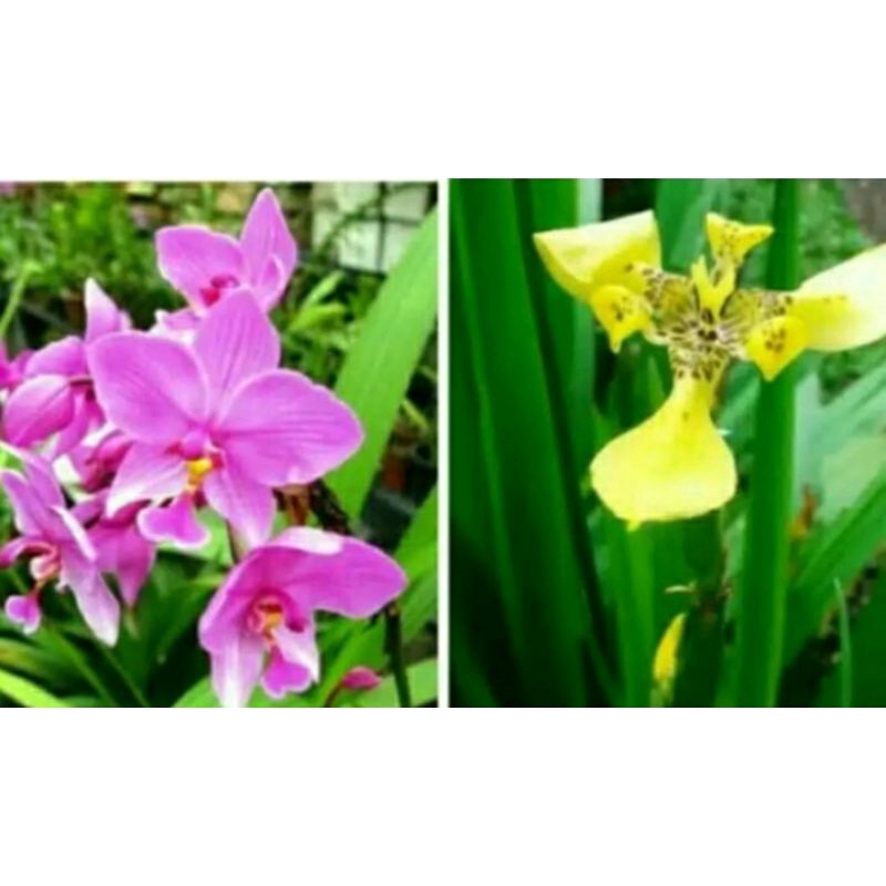 paket 2 tanaman hias anggrek tanah bunga kuning dan ungu muda