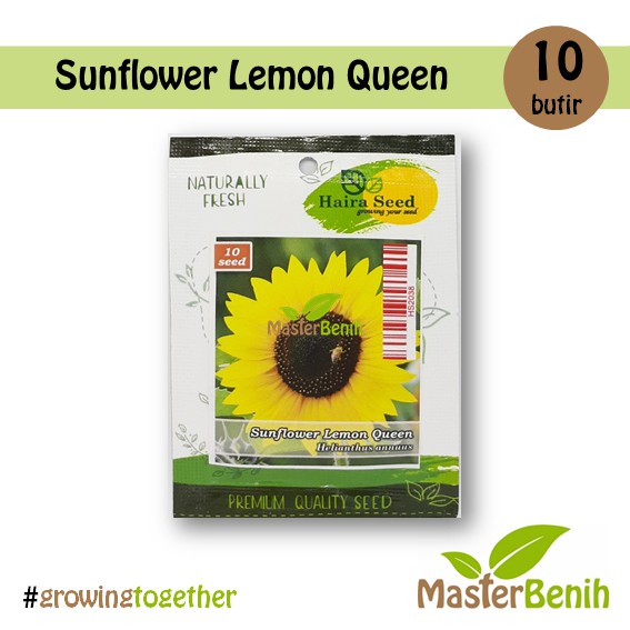 Jual Benih Bunga Matahari Sunflower Lemon Queen Shopee Indonesia