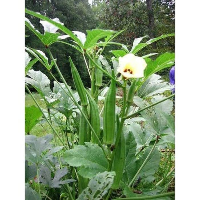 Haira Seed BIbit-Biji Okra Hijau Louisiana Velvet