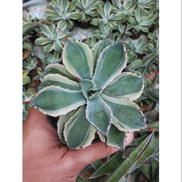 Tanaman hias kaktus sukulen | agave kishokan