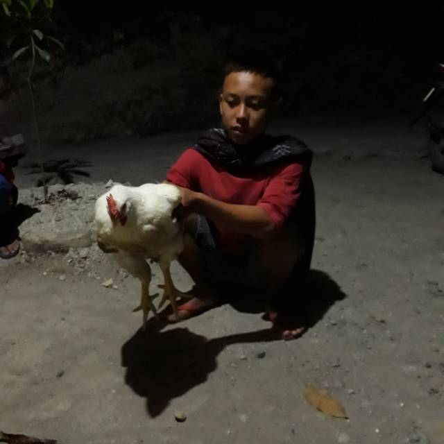 

Ayam lehor
