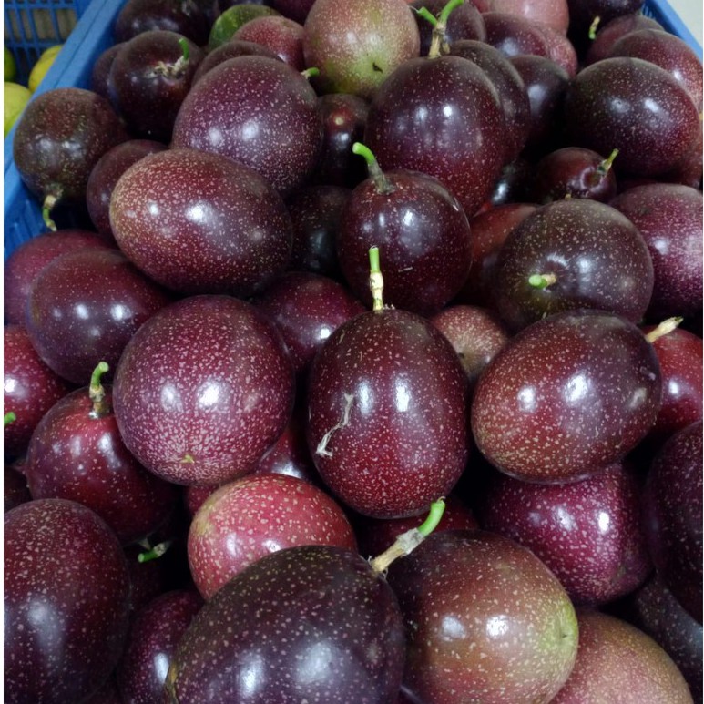 

Buah Markisa Fresh Ungu isi 15 kg 8-10 pcs/kg