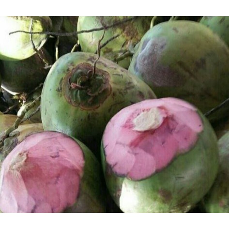 Bibit Kelapa Wulung Hijau