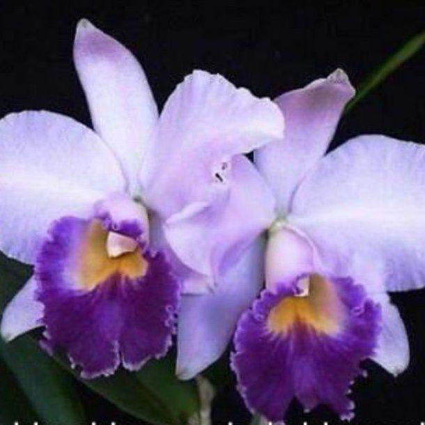 Anggrek Cattleya Ungu Dewasa Siap Berbunga , Spike dan Knop