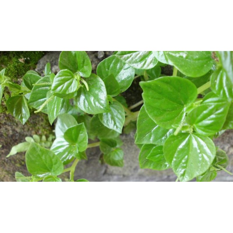 

daun suruhan/ sirih cina/100gr