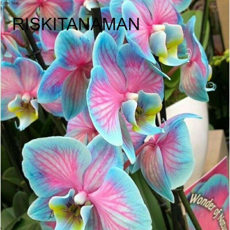 Seedling Anggrek Dendrobium Galaxy