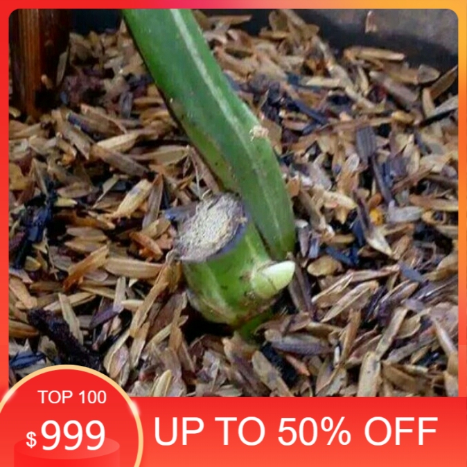 Bibit Bibit monstera variegata thaiconstulation | monstera thailand