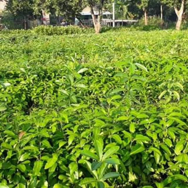 

Bibit Sedling mangga siap stek