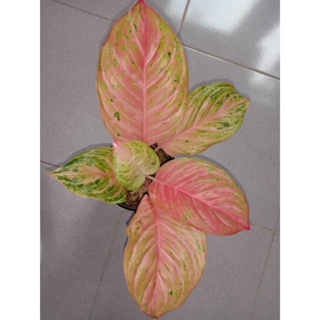 Aglonema bidadari mutasi permaisuri