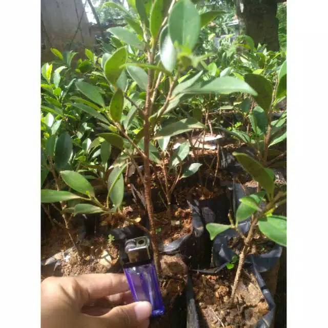 BIBIT BERINGIN KIMENG MURAH