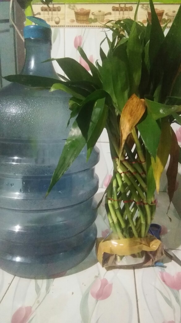 Bibit Tanaman Sri Rejeki