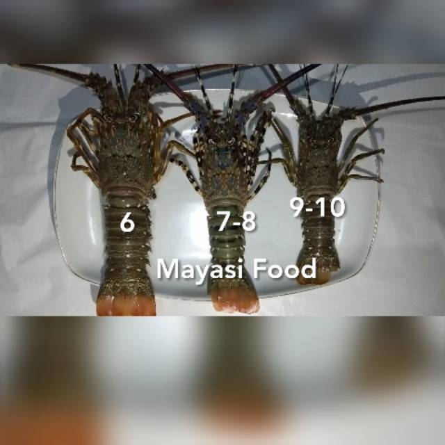 Lobster Laut Frozen Uk 6 1Kg