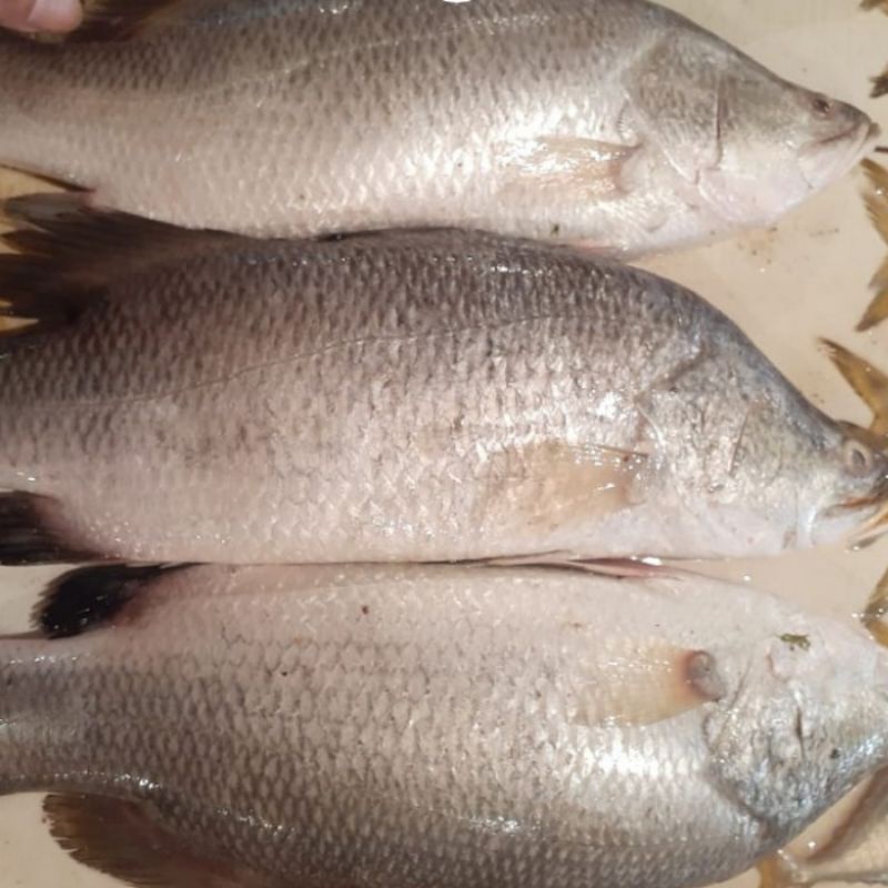 

ikan kakap putih 1000 gr