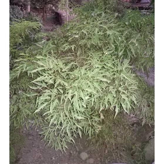 40 Batang Stek Tanaman Kedondong Laut Pagar #_#