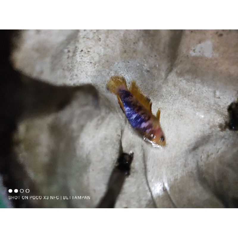 cupang hias plakat yellow fancy grade (female)