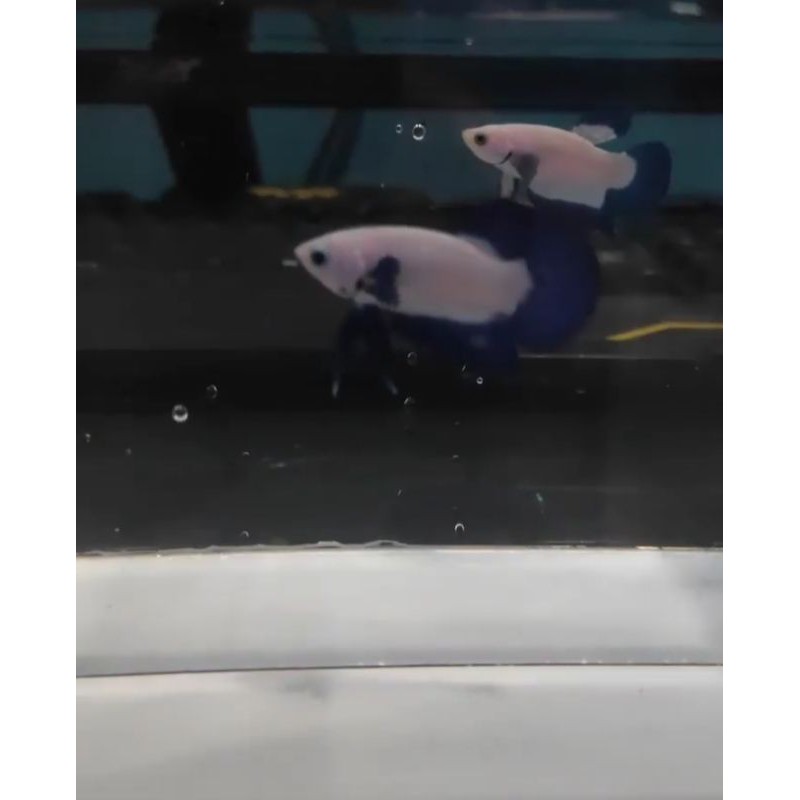 CUPANG MALE BLUERIM GEN R1 LIEBETTA