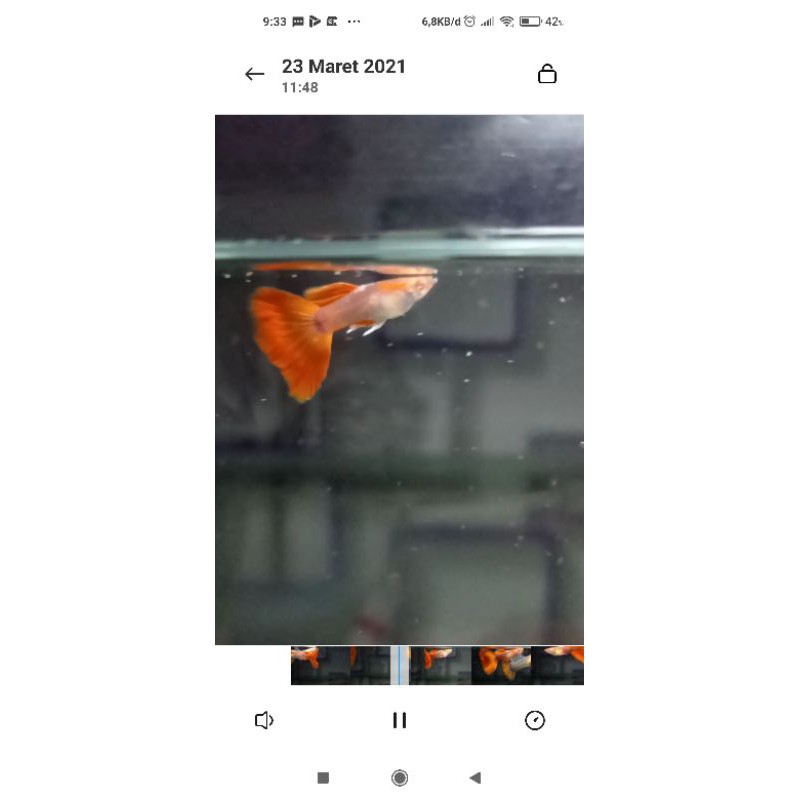 Albino red tuxedo big white ear