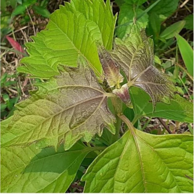 

Murah 1kg Daun Kurinyuh Segar Petik Langsung