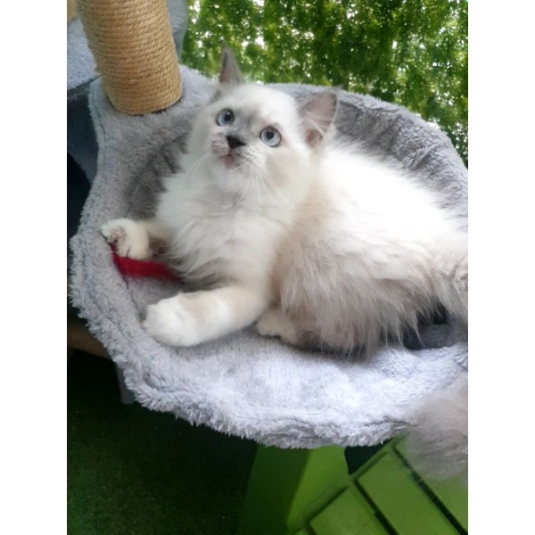 kucing persia flatnose / peaknose / himalaya /anggora / ragdoll