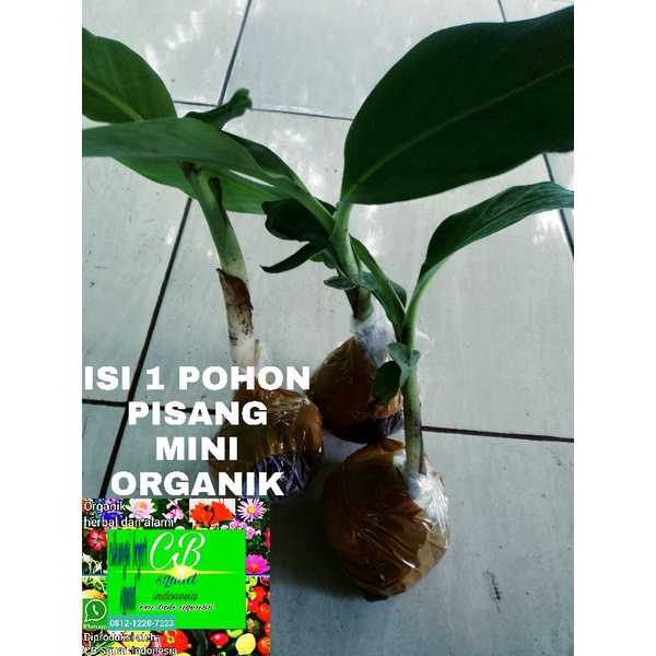 pisang mini organik/1 pohon pisang mini