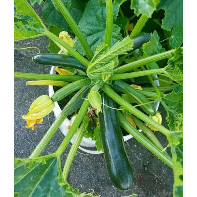 Bibit Sayur Zucchini Hijau F1 - Benih Sayuran