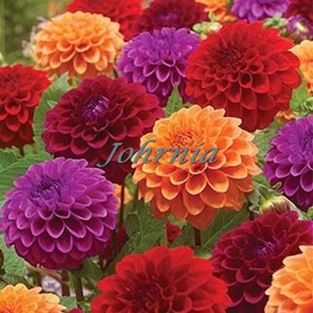 Johrnia 2 Benih Bunga Dahlia Summer Tango