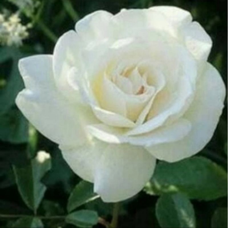 pohon mawar bunga putih/tanaman hias bunga mawar bunga putih