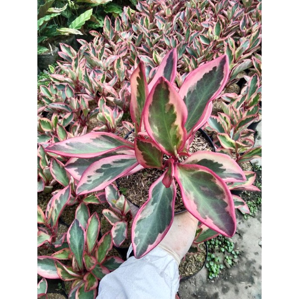 Bunga Teplan merah / peperomia tricolor