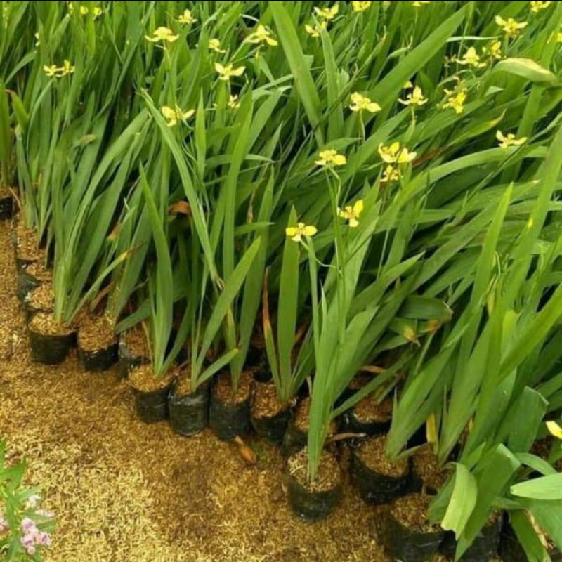 tanaman hias airish bunga kuning