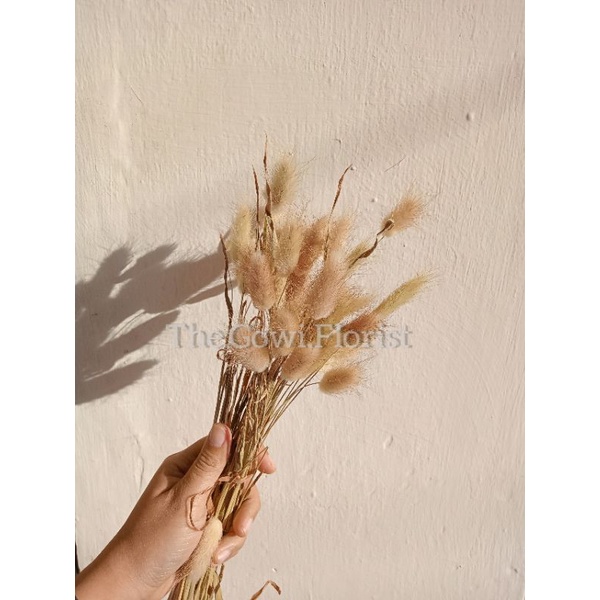 Dried Flower Bunny Tail , Lagurus || Bunga kering ekor kelinci