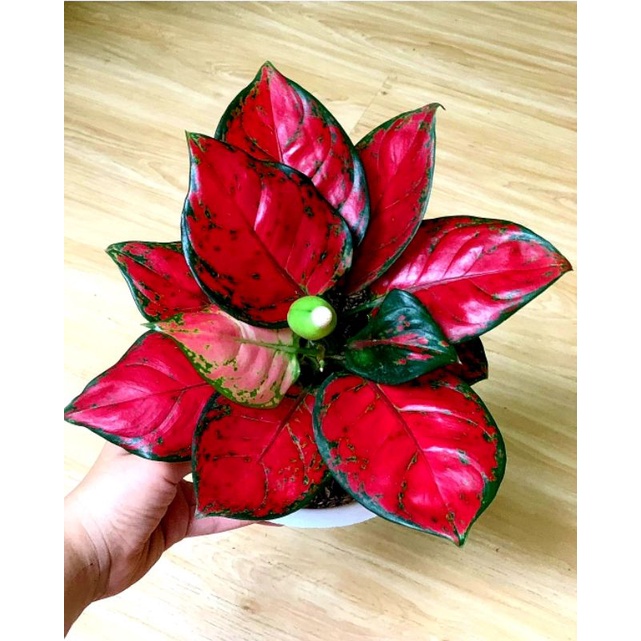 Bunga Hias Aglonema Red Anjamani / Aglonema Red Anjamani Full Merah