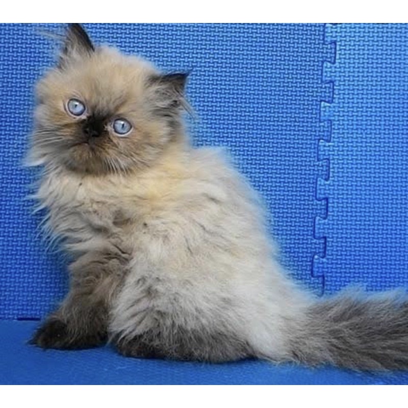 Kucing Himalaya Ragdoll sealpoint