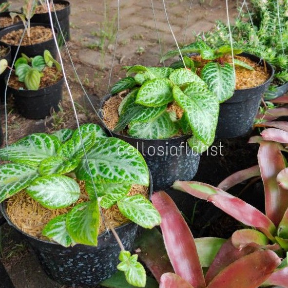 Tanaman Hias Begonia Episcia / Begonia Bludru Hijau