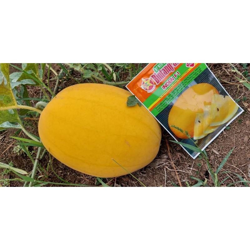 Benih Bibit Biji - Semangka Golden F1 Kuning Super Manis Seeds - Panen Dalam 56 HST