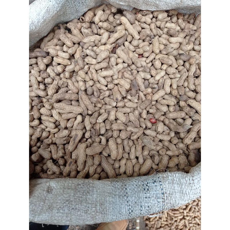 

kacang bendo khas lumajang