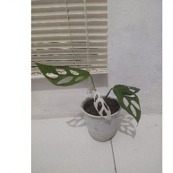 Monstera Adansonii Variegata Albino / Janda Bolong Varigata / Janbol Varigata / Janbol