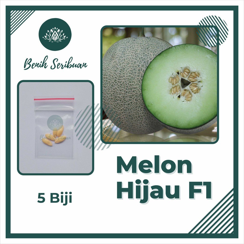 5 Benih Bibit Melon Hijau F1 Hibrida Melani Tanaman Buah Buahan Melon Putih Berjaring Daging Tebal Unggul