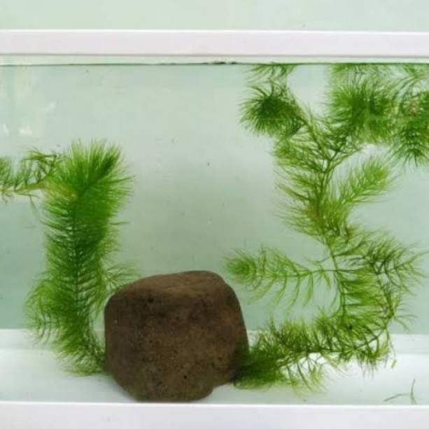 Ganggang air tawar/fox tail