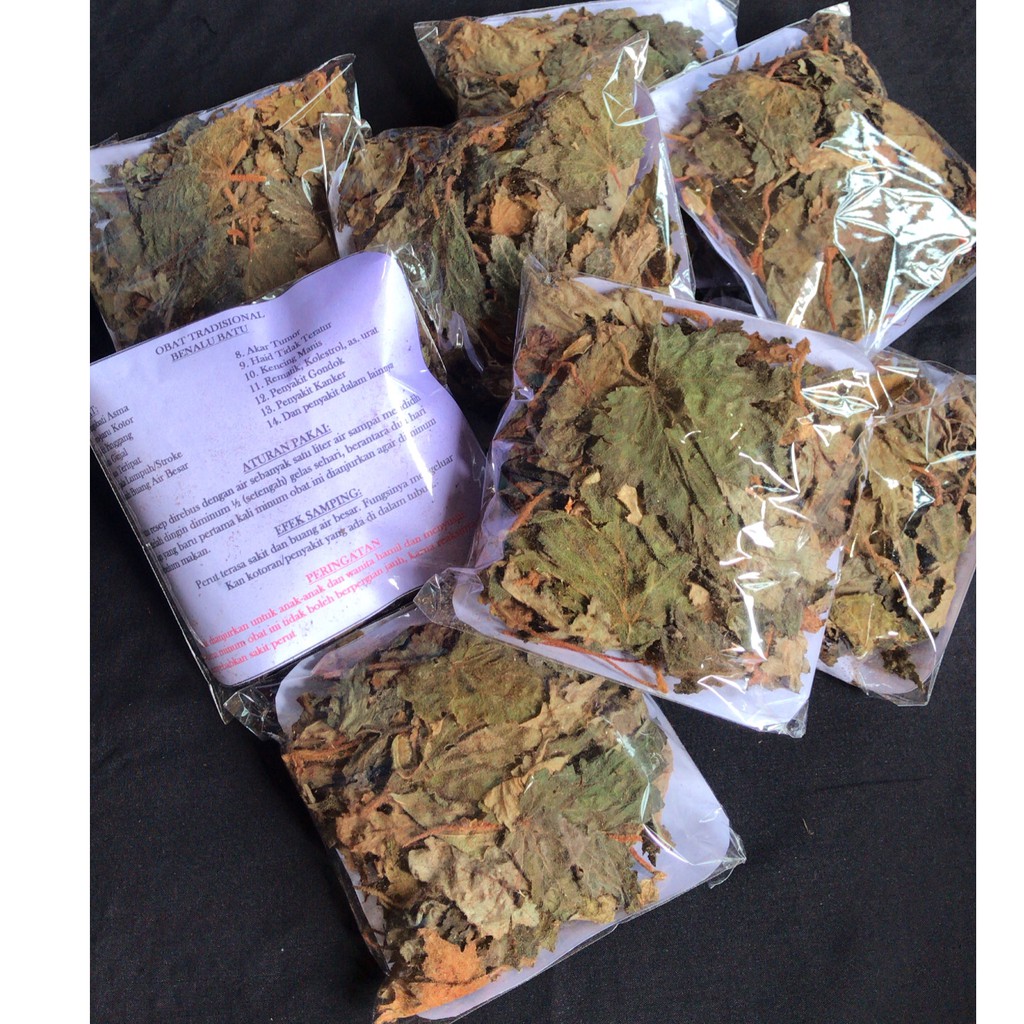 (DAUN) BENALU BATU tanpa BATANG dan AKAR| 100% ASLI dari SULAWESI TENGAH|MOROWALI