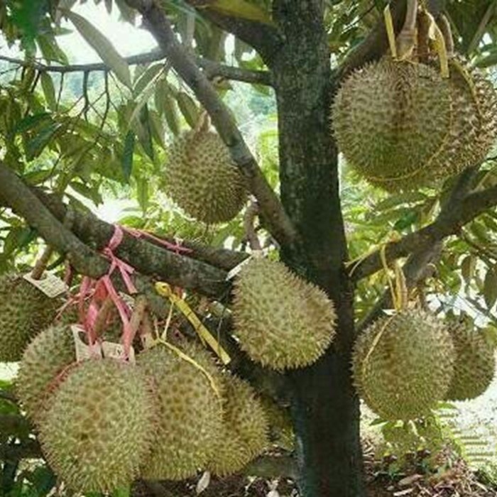 Bibit Tanaman Buah DURIAN BAWOR Premium