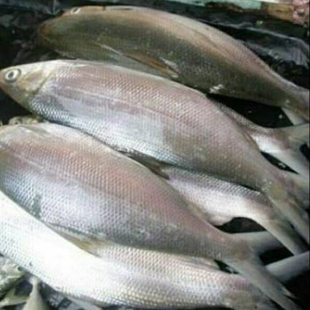 

Jual ikan Bandeng