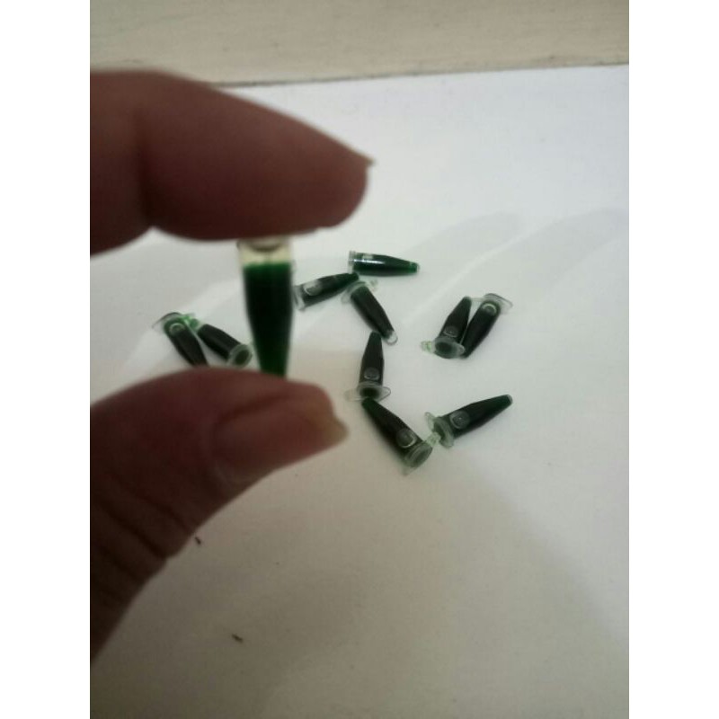 

5,pcs ESSEN INSTANST PREMIUM 1×pakai / aroma melon pandan